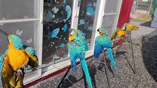 목욕하는 청금강앵무새