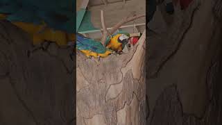 Adorable Blue and Gold Macaws …