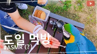 [앵무새][먹방] 앵무새는 뭘 먹을까?
