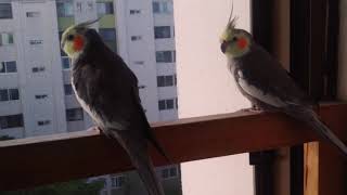 일광욕하는 짹짹이들 ❤