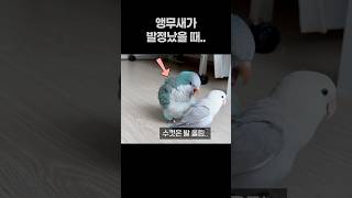 앵무새가 발정났을 때..  퀘이커앵무새 부리