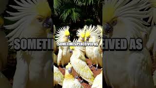 Understanding the Lesser-Known…