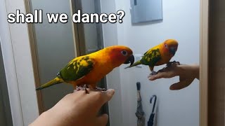 춤추는 썬코뉴어, 거울 속 스스로를 보고 신나서 흔들흔…