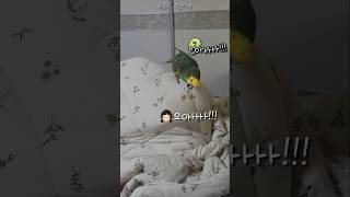 [수리] 장난감 뺏겨서 극대노한 앵무새 / #말하는앵무새 #아마존앵무