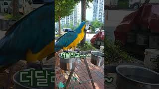 청풍이 샤인머스켓 먹방 #청금강앵무새 #샤인머스캣