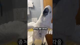 넘치는 흥으로 사람들을 즐겁게 해주는 앵무새ㅋㅋ