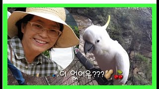 (전원생활) 세상에 이런일이...야생 앵무새를 부르는 여인 블루마운틴, 호주, 시드니
