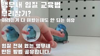 [앵무새 입질 교육] 유튜브만 보고 어설프게 하면 오히…