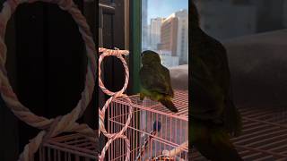 어린 앵무새가 놀다가 짜증내는 이유