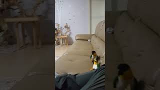 검은머리카이큐 까꿍.쭈쭈 점핑 점핑