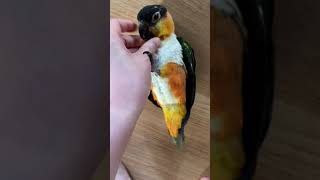 초롱이 긁어주고 놀아주기