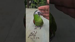 한스마카우 앵무새' 복땡이'의 첫나들이 #산골 #앵무새