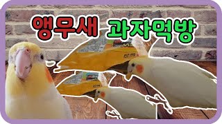 왕관앵무새 과자 먹방 (앵뀨앵뚱엄마)님 앵무새 소개 E…
