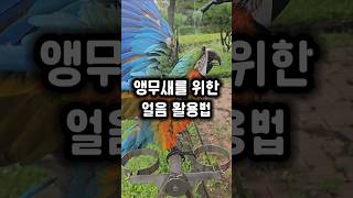 얼음 한봉지로 한 여름 앵무새들 더위 식혀주기 #앵무새 #얼음