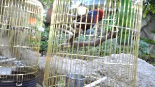 롯데월드 환상의숲 앵무새