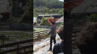 금강앵무 비행2