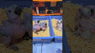 청금강, 미디움, 듀컵 아기 앵무새들과 12월에 태어난…