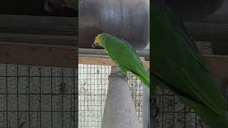 암/수가 동시에 발정이 왔어요 곧2세 소식을 줄 느낌입니다