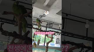 [예삐]만세하는 앵무새   #아마존 #parrot #예삐 #만세 #말하는앵무새 #버드소리장유점