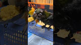 검은 머리 카이큐와 쟈딘 앵무예요