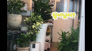 #한스마카우 #해리