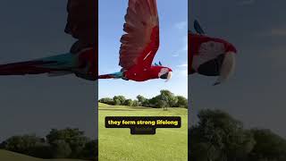 Macaw: The Parrot That Can Tal…