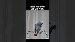 혼잣말하는 앵무새, 이쯤 되면 사람임 / 회색앵무 랄라…