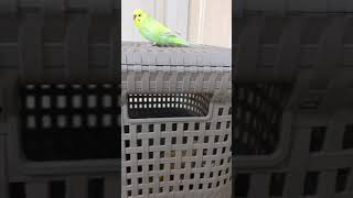 소망이가 딱다구리??(코뉴어)(사랑앵무)