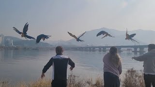 청금강앵무새 출발!!