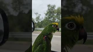 #달려~~~유. #아롱이랑 #말하는앵무새 #아마존앵무새…