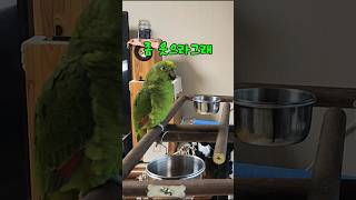 계속되는 아리의 언어 습득력 #parrot #birds #아마존 #앵무새  #아리 #말하는 앵무새 아리