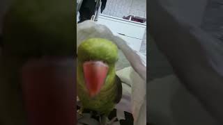 #목도리앵무#집사 배위에서 놀기#껌딱지보리