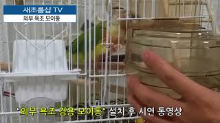 [새초롬샵TV ] 코뉴어 새장에서 물과 친해지기