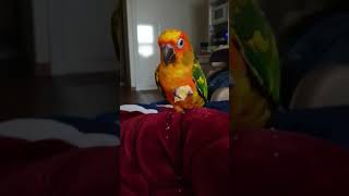 썬코뉴어 다스의 과자먹방