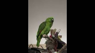 돈 밝히는 아마존 앵무