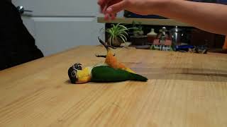 데굴데굴 재롱떠는 리오 : 검은머리 카이큐 리오의 재롱 7 (잉꼬, 앵무, Caique Parrot, ズグロシロハラインコ)