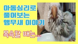 [앵무새 성장일기] # 01. 목욕 할때는..ㅣ퀘이커ㅣ…