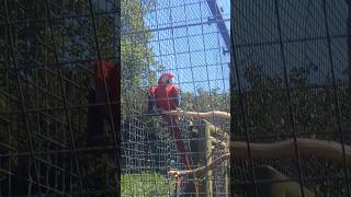 Green Winged Macaws (Part 4)