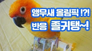 앵무새에게 운동기구를 줘보았다! 그 반응은!?(앵무새훈…
