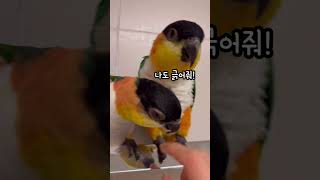 카이큐 배 긁기 #shorts #parrot #caiq…