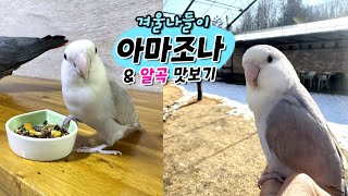 가평 앵무새카페 아마조나 겨울나들이  아마조나 해피타임…