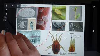 나무의사 2차시험해충학 기초설명