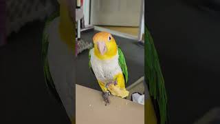 @ohsujin 카이큐 미미 고구마 먹방^^