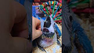 아기 청금강 앵무새예요. #birdslover #parrot #pets #birds #cute #animals #사계절앵무새 #앵무새성장 #앵무새분양