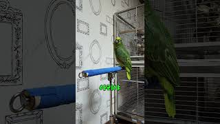 아마존 앵무새 아리의 외계어#parrot #말하는 #앵무새 #아리 #birds #좋아요 #앵톡