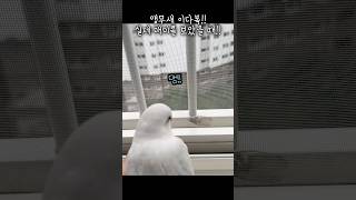 맴맴맴맴 ㅋㅋ 앵무새 이다복!!  실제 매미를 만났어요!! #앵무새 #퀘이커앵무새 #러블리다다즈