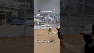 한스마카우 자유비행, 부메랑 기술 성공