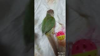 [앵무새_코뉴어] 똥꼬발랄 공놀이 하는 루오_conur…