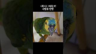 앵무새도 지짝버리고 바람피우네 #몇번을부르니 #아랑이 #아마존앵무새 #앵무새 #앵무새아랑 #parrot