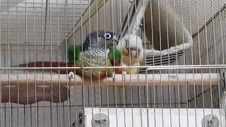 [앵무파파] 코뉴어들 짝짓기 장면 순간포착 [2019.11.16]